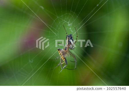 Leucauge blica 蜘蛛捕食鷸鷸 102557640