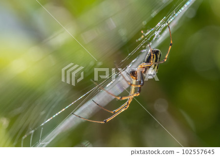 Leucauge bluff 102557645