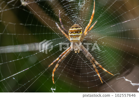 小Araneidae 102557646