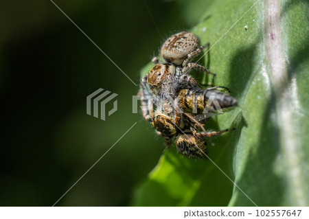 跳蛛（貓飛鳥）爭奪獵物 102557647