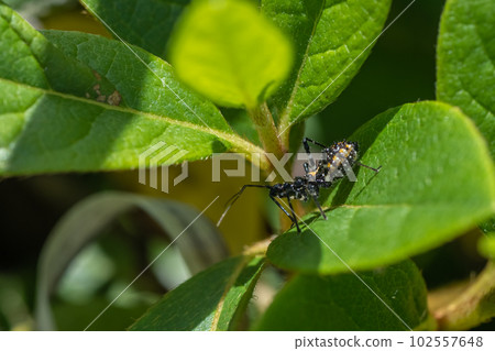 Sphedanolestes turtle larva Sphedanolestes turtle larva 102557648