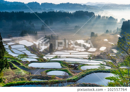 Niigata's Hoshitoge Terraced Rice Fields ~Early morning in April with morning fog~ 102557764