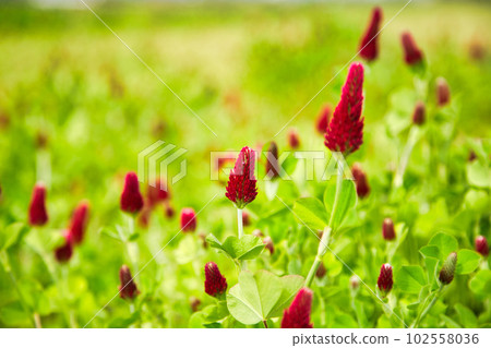 colorful strawberry candle colorful strawberry candle 102558036