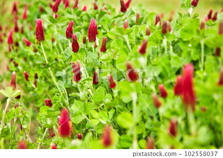 colorful strawberry candle colorful strawberry candle 102558037