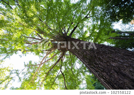 Sacred tree of Tanashi Shrine [Image of Japan] 102558122