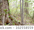 在春天的森林裡 102558559