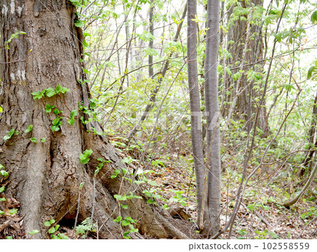 in the spring forest in the spring forest 102558559
