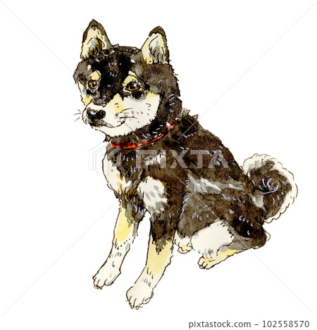 坐著黑色柴犬透明 坐著黑色柴犬透明 102558570