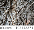 粗糙的樹皮 102558874