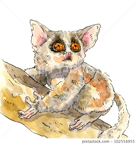 粘在樹上的薑蟹 102558955