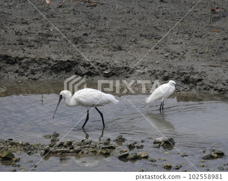 黑臉琵鷺和小白鷺（沖繩） 102558981