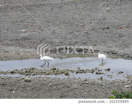 黑臉琵鷺和小白鷺（沖繩） 102558985