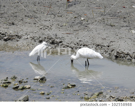 Black-faced Spoonbill and Little Egret (Okinawa) Black-faced Spoonbill and Little Egret (Okinawa) 102558988
