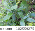 Leaves are indispensable for chimaki. Kumazasa. 102559275