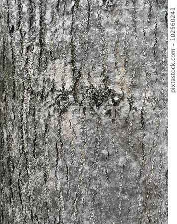 Texture-Yachidamo bark 102560241