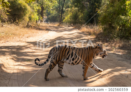 wild female bengal tiger or panthera tigris crossing forest track or road in morning safari at bandhavgarh national park madhya pradesh india asia wild female bengal tiger or panthera tigris crossing forest track or road in morning safari at bandhavgarh national park madhya pradesh india asia 102560359