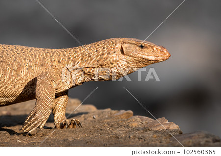 monitor lizard or bengal monitor or common indian monitor or varanus bengalensis extreme closeup or portrait in outdoor wildlife safari at forest of central india asia 102560365