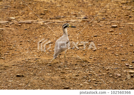 Burhinus indicus or Indian stone curlew or Indian thick knee portrait at ranthambore national park or tiger reserve sawai madhopur rajasthan india asia 102560366