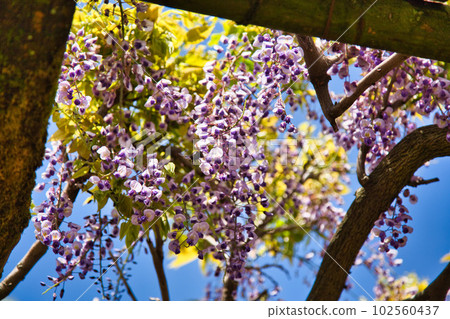 300-year-old wisteria flowers at Fujiwashizuka 102560437