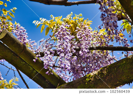300-year-old wisteria flowers at Fujiwashizuka 102560439