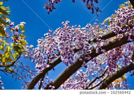 300-year-old wisteria flowers at Fujiwashizuka 102560442