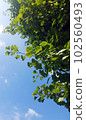 Blue sky and young leaves of ginkgo 102560493