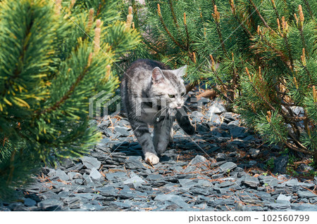 Domestic cat hides among pine branches. Photo wallpaper with a cat. Cute gray kitten. 102560799