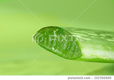 Aloe vera cut leaf close up. Aloe vera leaf over green background with copy space. 102560889