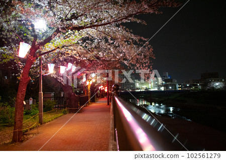 Night view of riverside cherry blossoms and buildings illuminated by pink lanterns Night view of riverside cherry blossoms and buildings illuminated by pink lanterns 102561279
