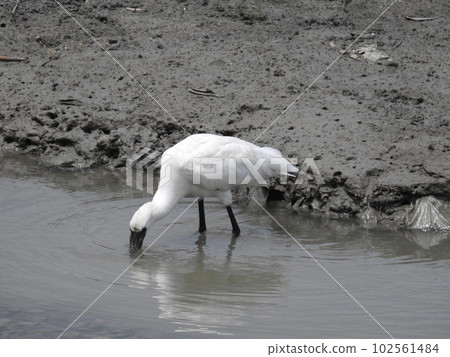 Manko 的黑臉琵鷺（沖繩） 102561484