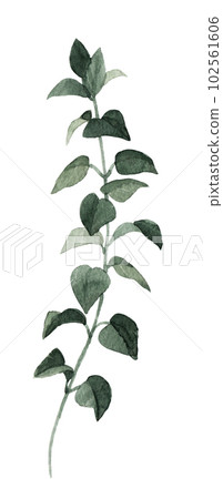 Beautiful clip art stock illustration with hand drawn watercolor branch with leaves. Beautiful clip art stock illustration with hand drawn watercolor branch with leaves. 102561606