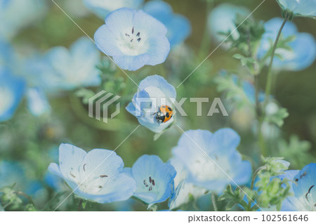 Ladybug Ladybug 102561646
