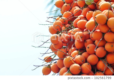 seed of betel palm or betel nut 102561799