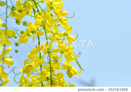 Golden shower , Cassia fistula or pudding pipe tree or yellow flower 102561806