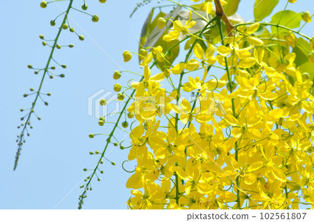 Golden shower , Cassia fistula or pudding pipe tree or yellow flower 102561807