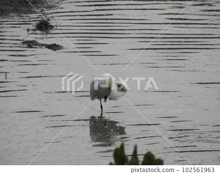 Black-faced spoonbill of Manko (Okinawa) 102561963