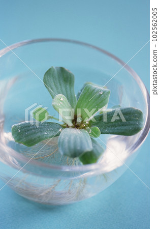 漂浮在玻璃碗中的盆栽植物 102562005