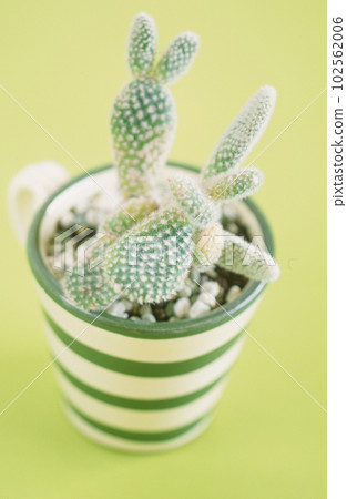 Cactus planted in green striped cup 102562006