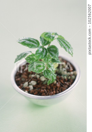 鋁杯中的室內植物 102562007