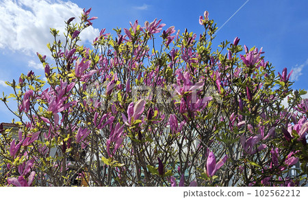 Beautiful bright Magnolia flowers on blue sky background Beautiful bright Magnolia flowers on blue sky background 102562212