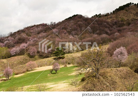 櫻花公園姬神公園 102562543