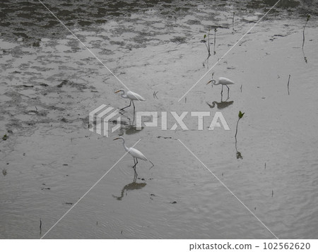 Manko Great Egret（沖繩） 102562620