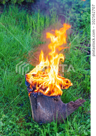 burning an object on a stump in a meadow. burning an object on a stump in a meadow. 102562707