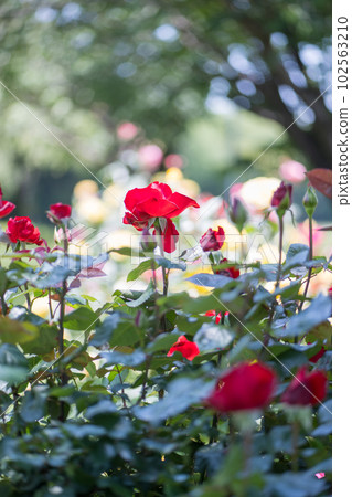 湛藍的天空中綻放著玫瑰的風景 102563210