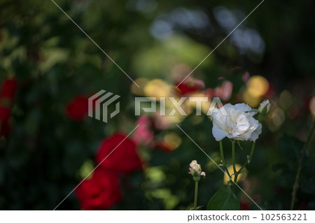 A landscape of roses blooming in the clear blue sky 102563221