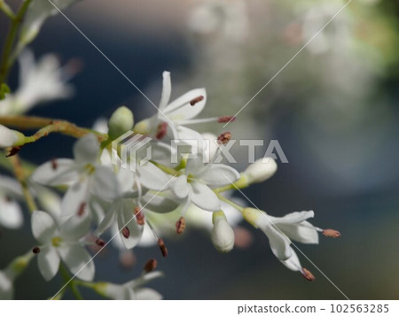 White flowers and buds of nezumimochi (a close-up of the tip of a fresh green Tama camellia branch) White flowers and buds of nezumimochi (a close-up of the tip of a fresh green Tama camellia branch) 102563285