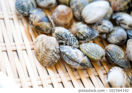 rummaging, manila clam, shell 102564192