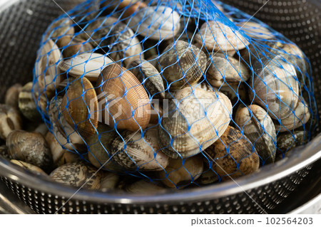 rummaging, manila clam, shell 102564203