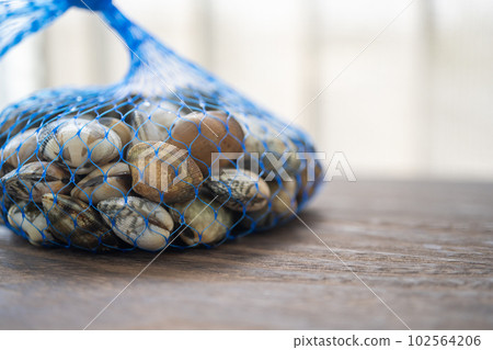 rummaging, manila clam, shell 102564206