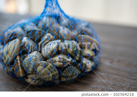 rummaging, manila clam, shell 102564218